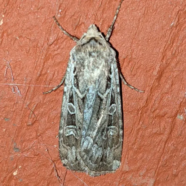 Top-down view of a miller moth resting on a surface showing gray-brown wing pattern with distinctive markings