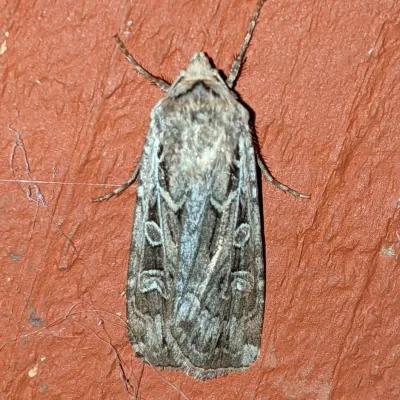 Top-down view of a miller moth resting on a surface showing gray-brown wing pattern with distinctive markings