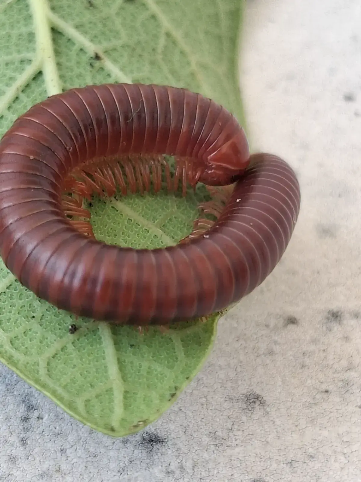 A millipede curled up in its characteristic defensive position on a leaf