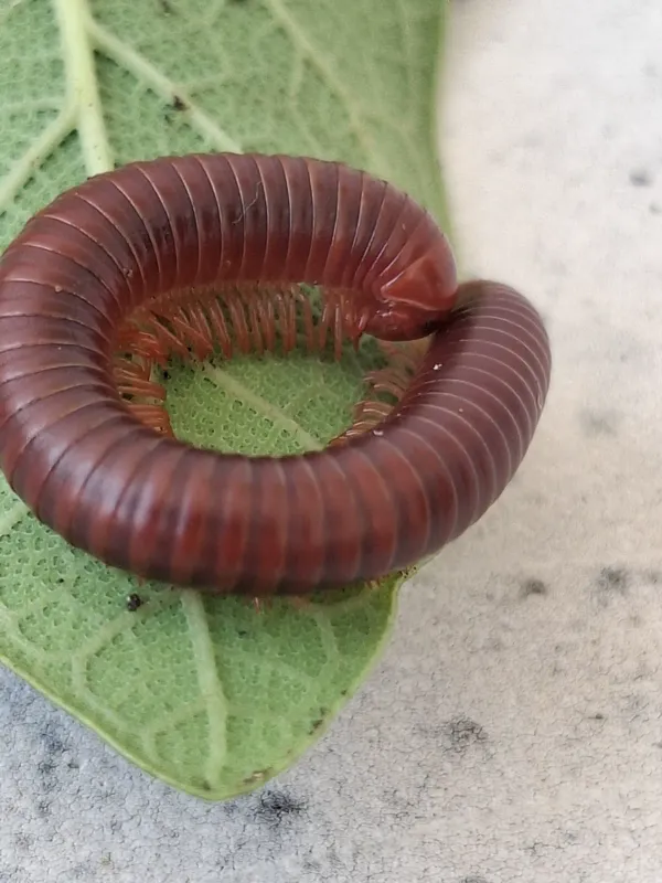 What Do Millipedes Eat? A Licensed Technician Explains Their Diet