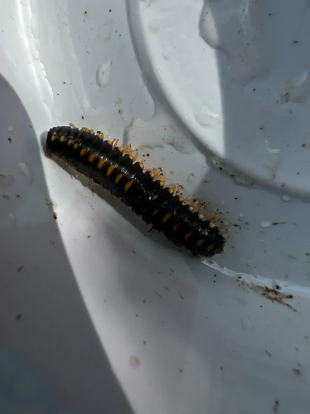 A dark millipede with distinctive yellow markings showing the elongated segmented body characteristic of the species