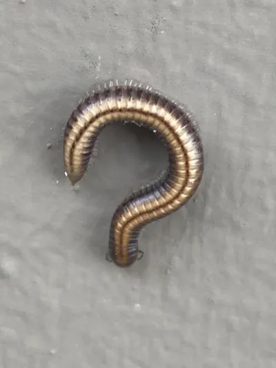 North American millipede showing cylindrical segmented body curled in defensive position