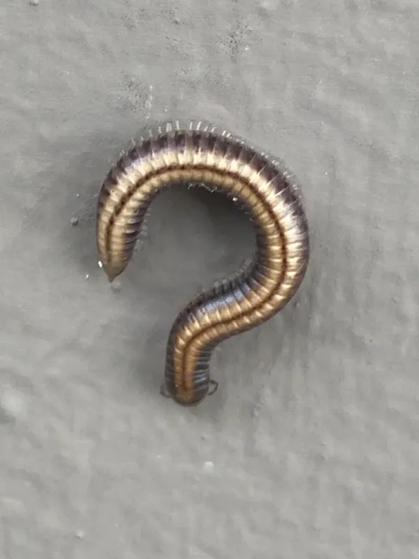 North American millipede showing cylindrical segmented body curled in defensive position