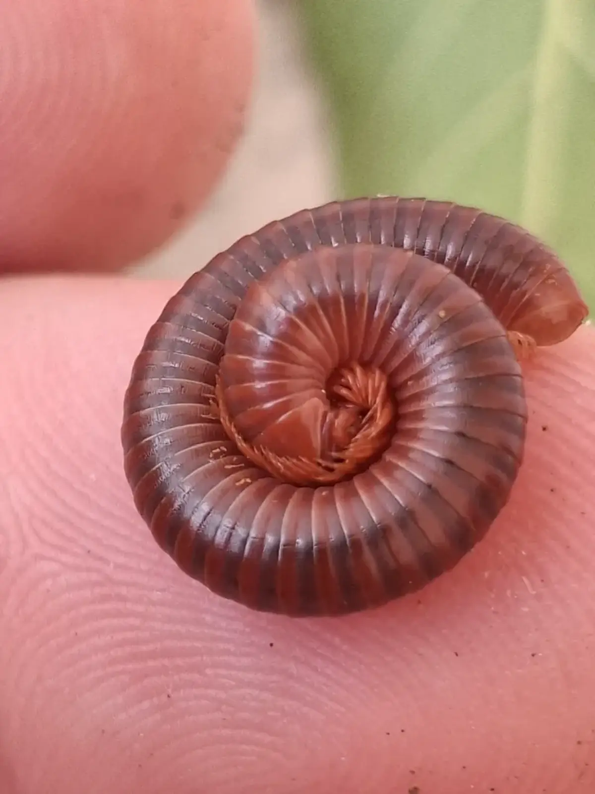 Millipede curled up in a person's hand showing they are harmless to handle