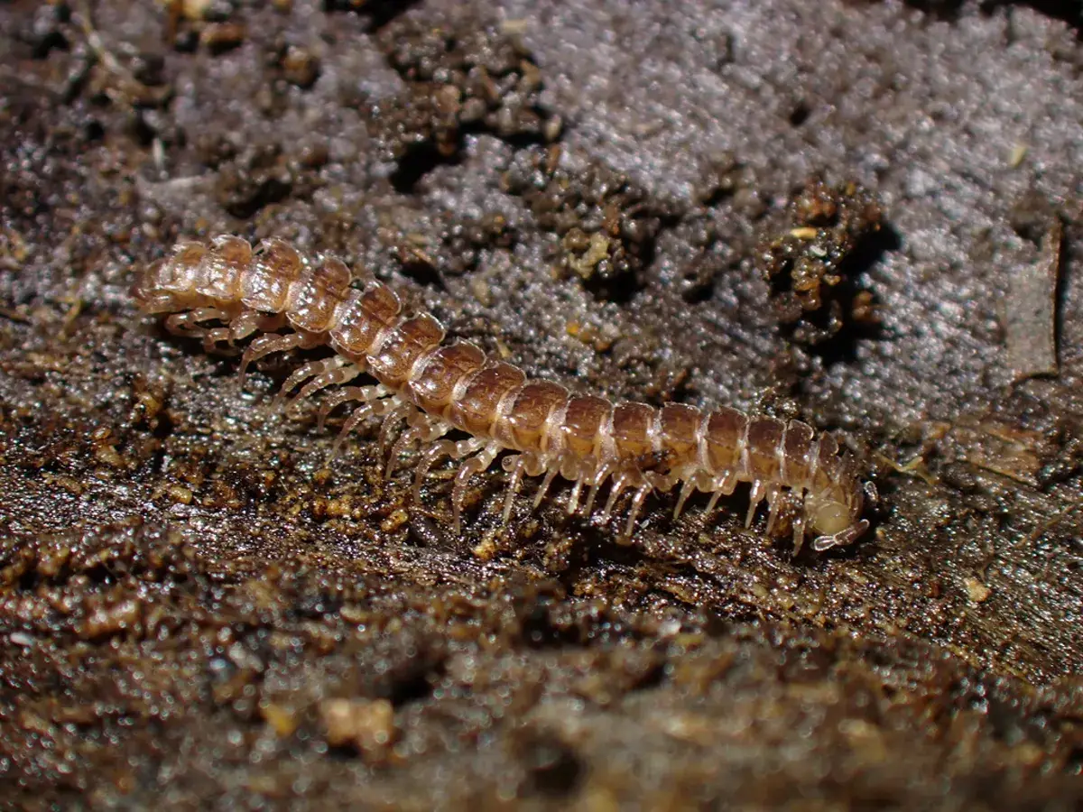 Millipede crawling through moist soil and decaying organic matter near home foundation