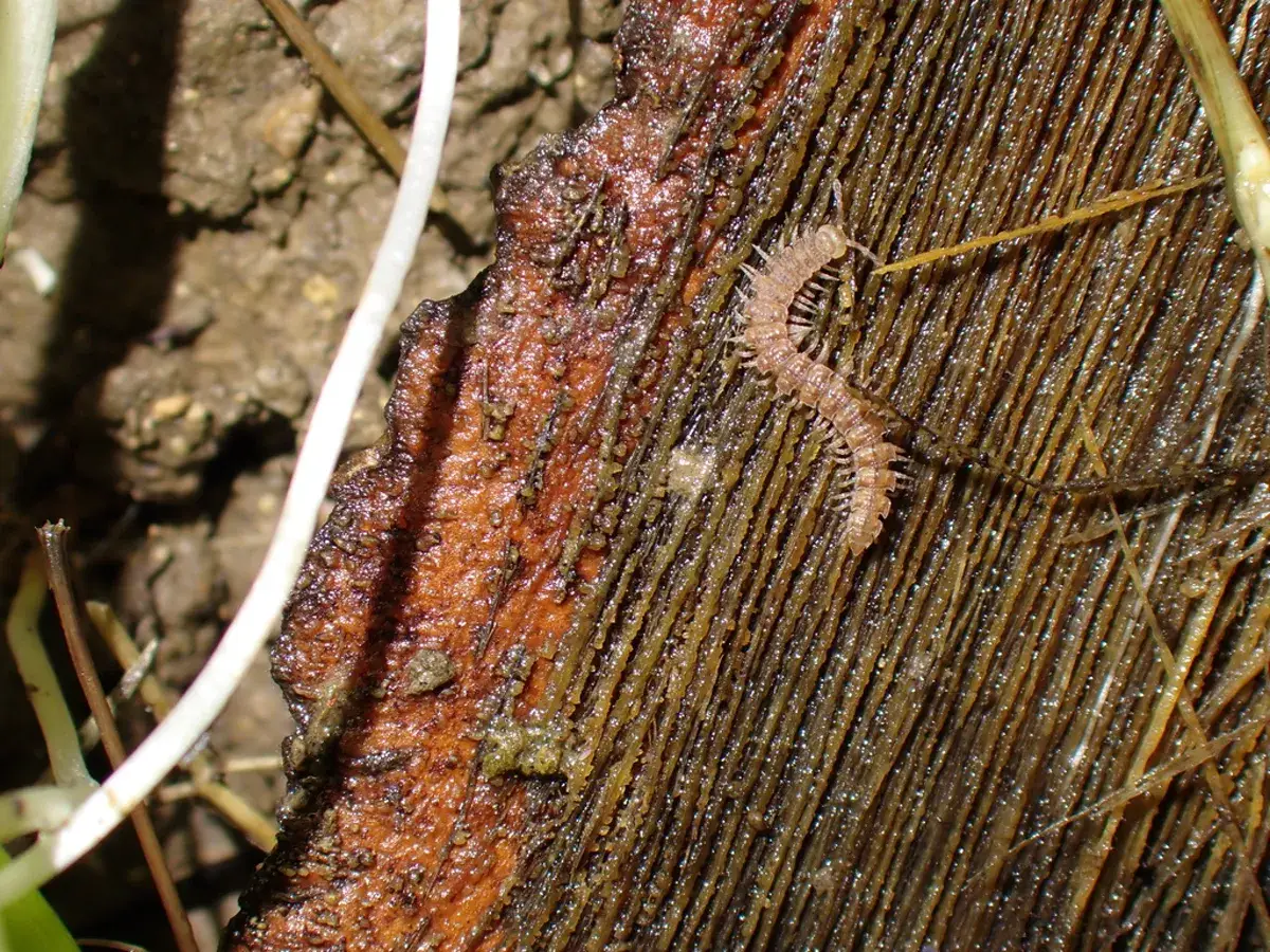 Millipede crawling on decaying wood showing their natural habitat