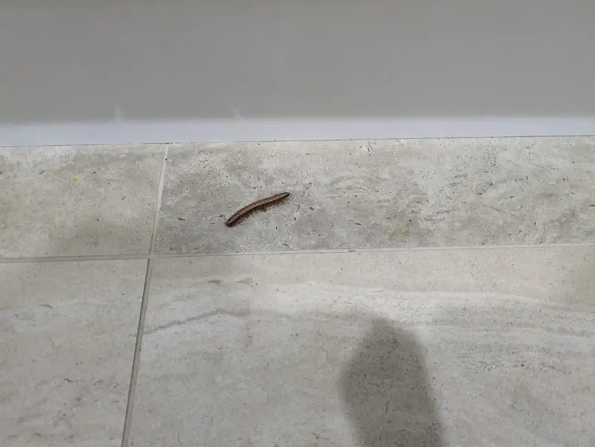 Millipede crawling on tile floor inside a home