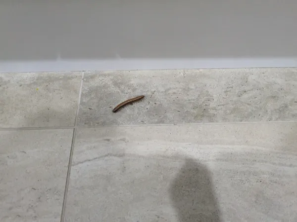 Millipedes in Your House: Why They're There and How to Get Rid of Them