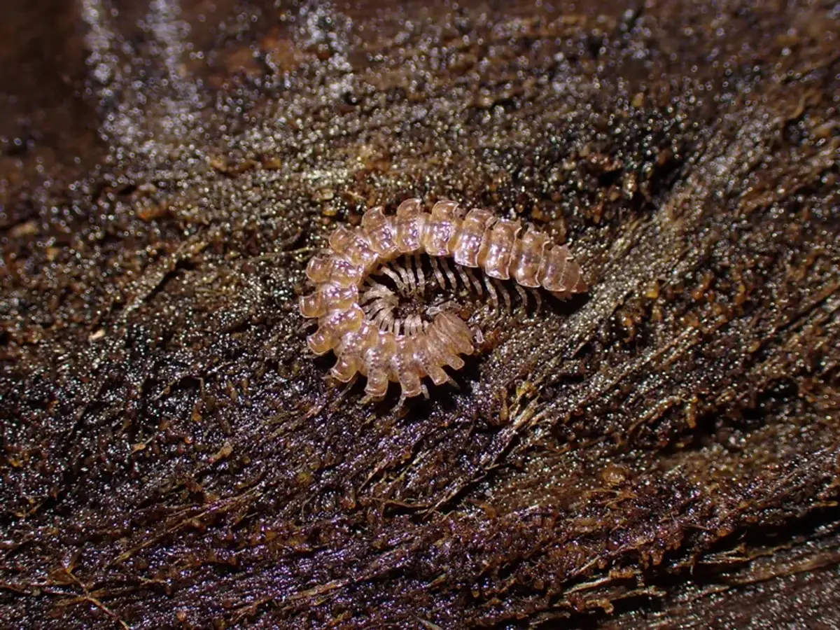 Millipede on decaying wood in natural habitat