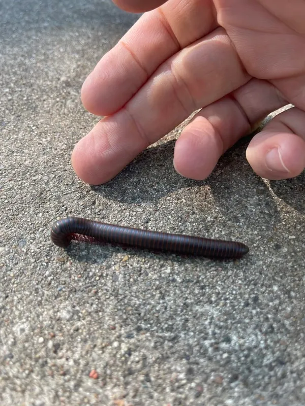 Close-up of a millipede showing its cylindrical body and numerous legs