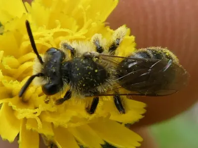 Mining bee covered in yellow pollen on a flower