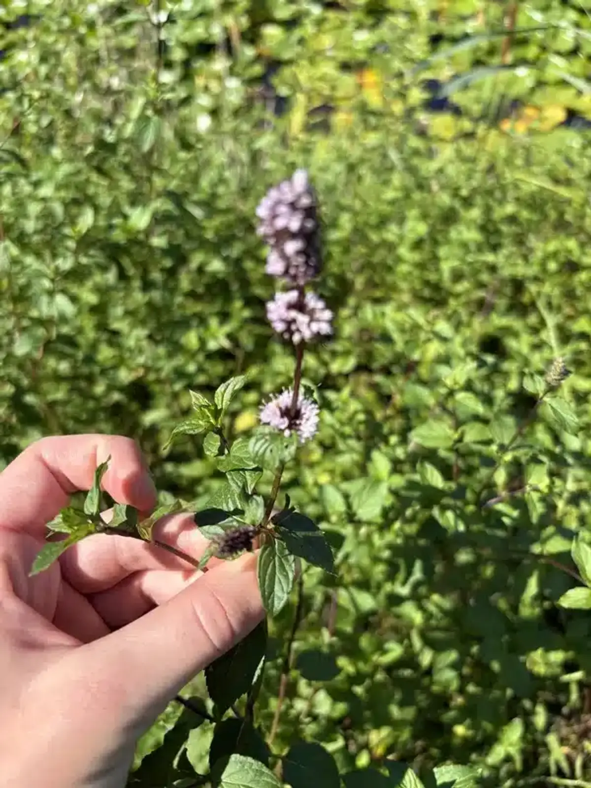 Hand holding flowering mint plant