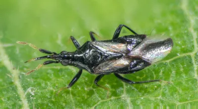Minute pirate bug showing black and white wing pattern on green leaf