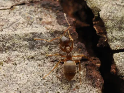 Moisture ant worker viewed from above on weathered wood, showing its brown body and pale yellow legs