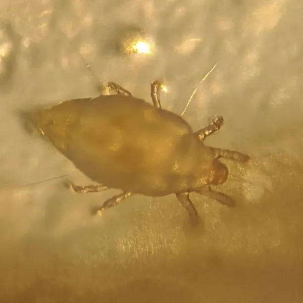 Mold mite magnified from above showing its oval tan body, eight legs, and long trailing back hairs