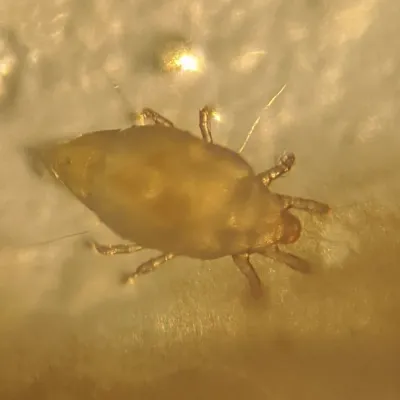 Mold mite magnified from above showing its oval tan body, eight legs, and long trailing back hairs