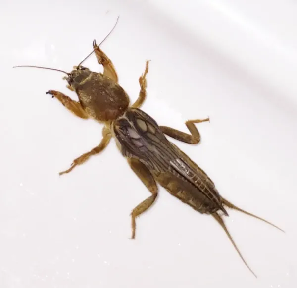 Top-down view of a mole cricket showing its distinctive shovel-like front legs and cylindrical body