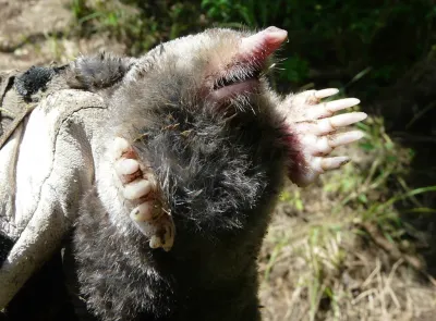 Eastern mole showing its large digging claws