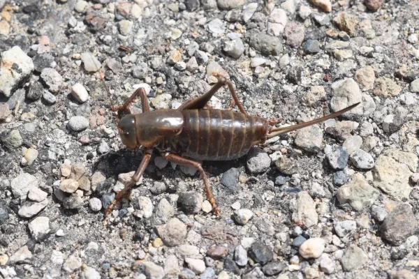Mormon cricket on gravel showing distinctive tan and brown coloration with long antennae