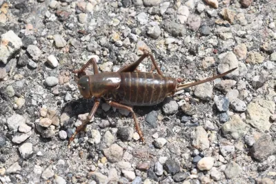 Mormon cricket on gravel showing distinctive tan and brown coloration with long antennae