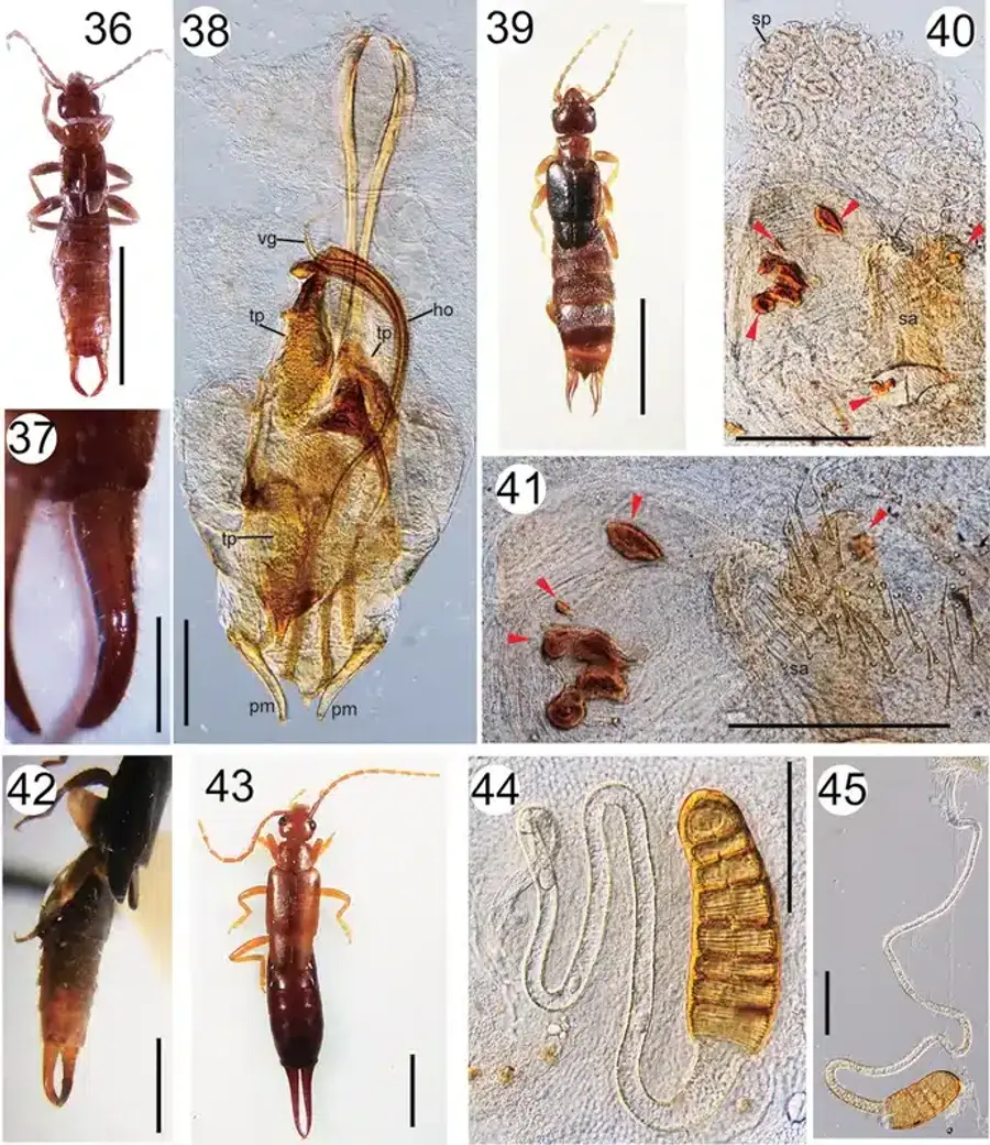 Microscopic images of pest insects