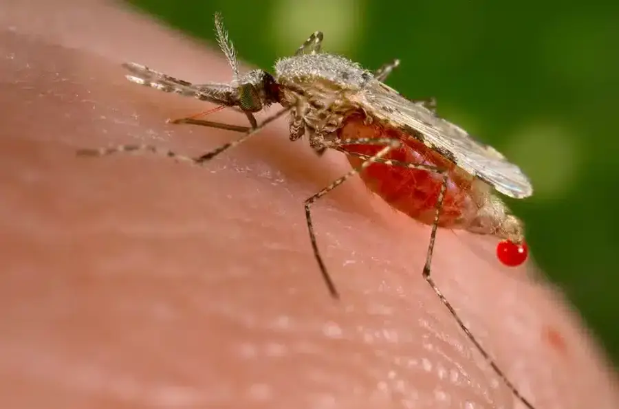 Mosquito feeding on human skin