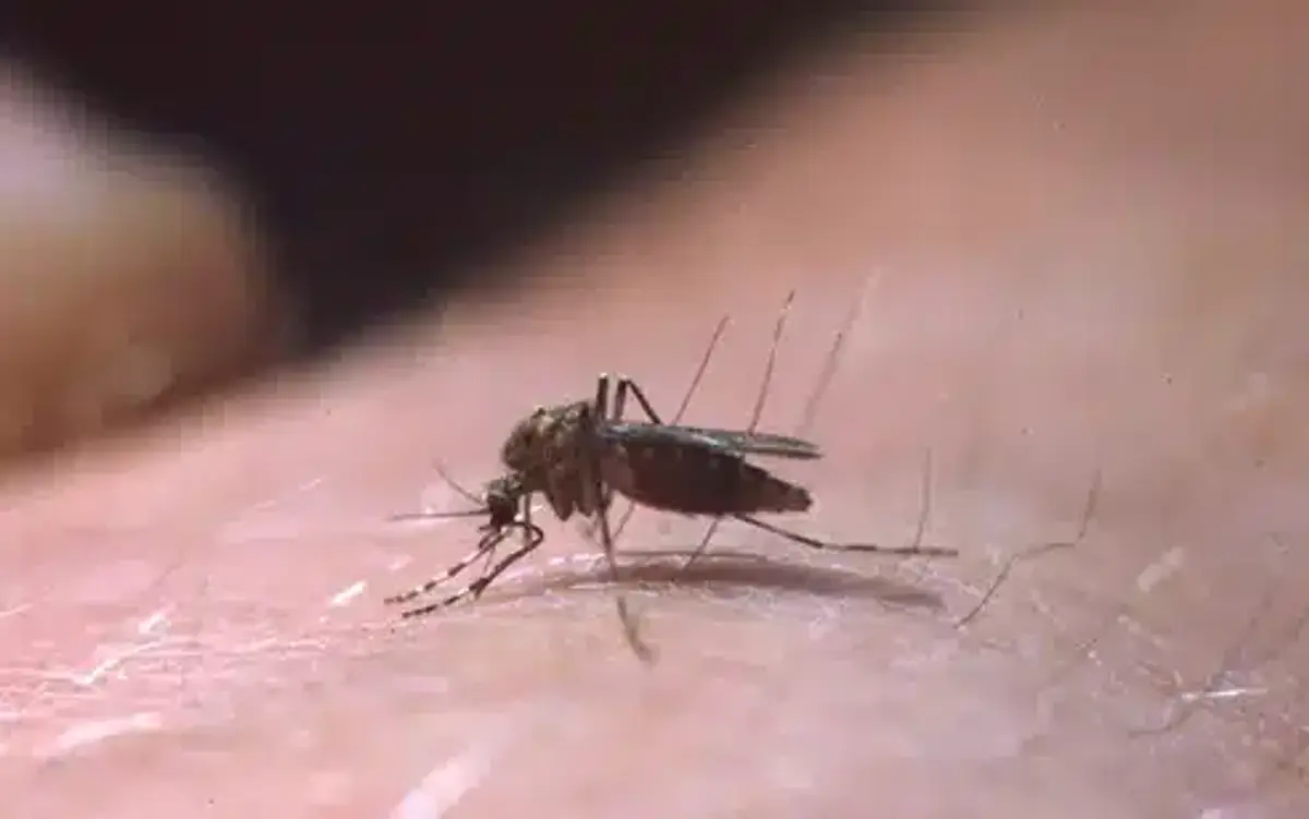 Close-up of a mosquito on skin
