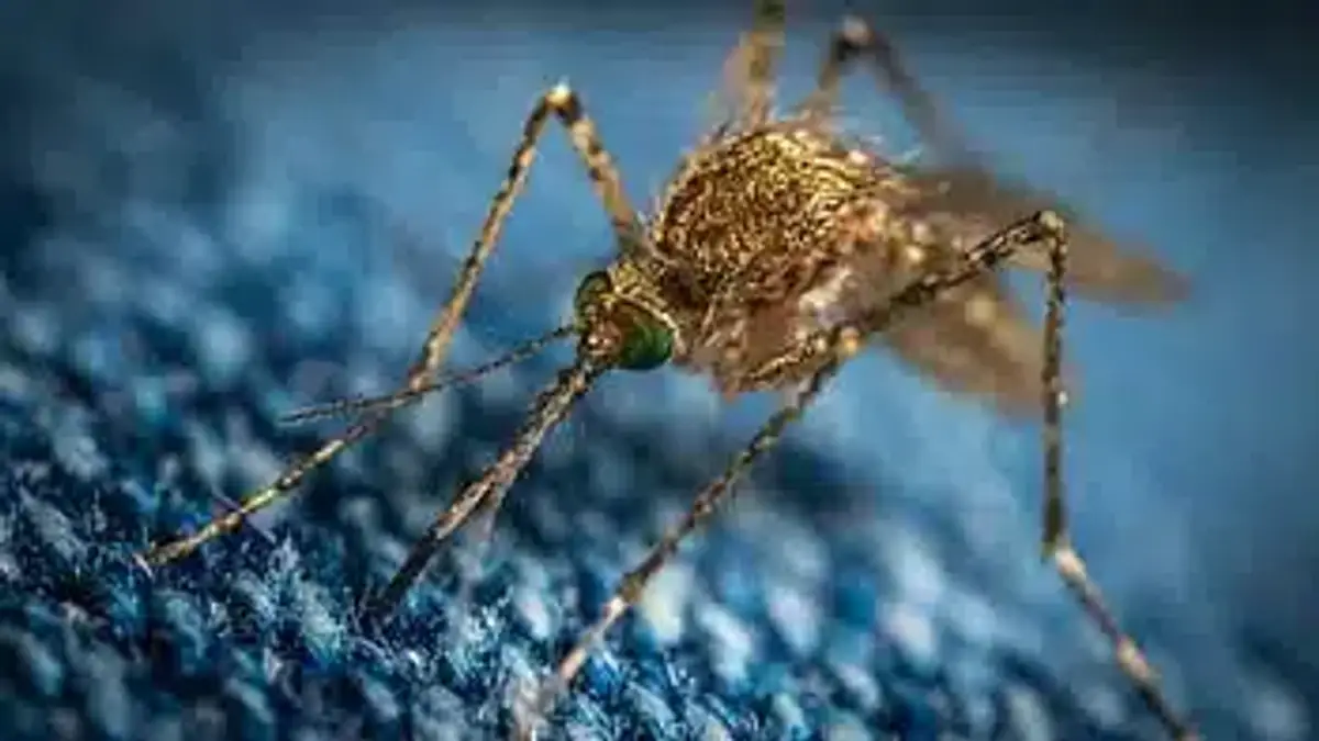 Close-up of a mosquito on fabric