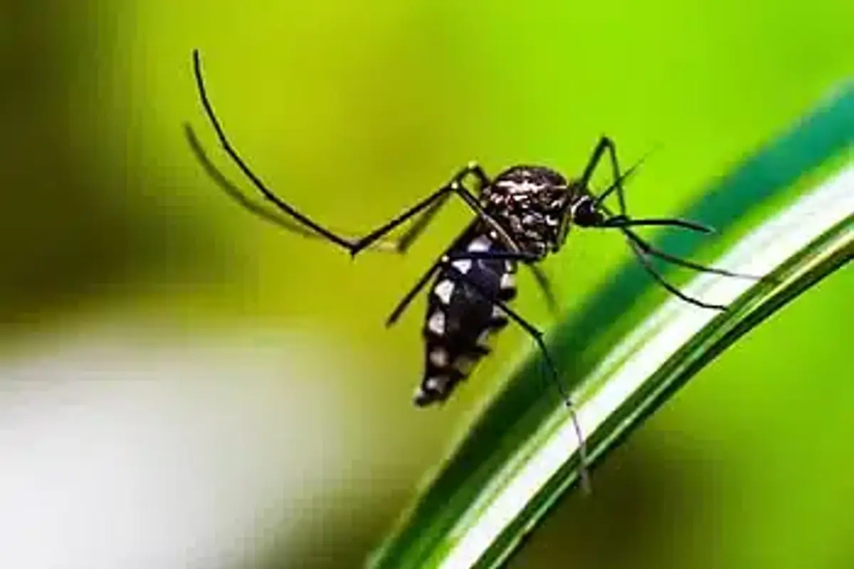 Close-up of a mosquito on a leaf