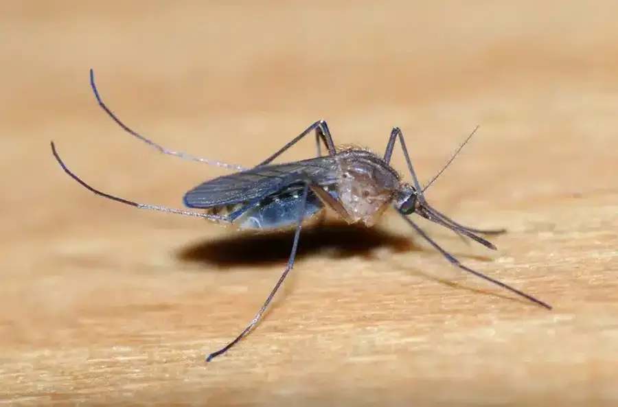 Close-up of a mosquito
