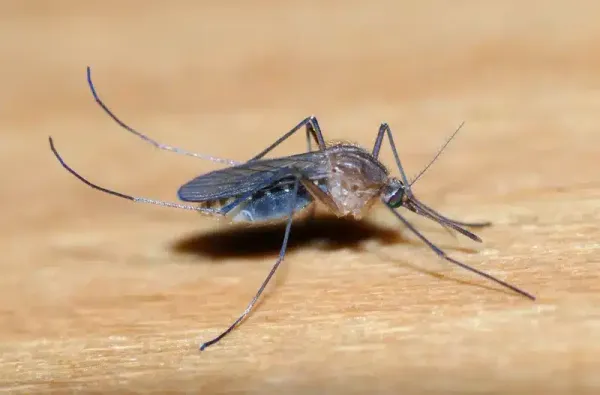 What Do Mosquitoes Look Like? ID Guide & Treatment Options