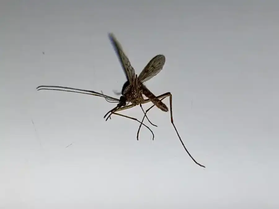 Close-up of mosquito with visible wing scales and mouthparts