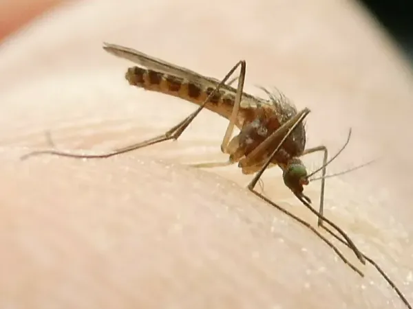 Why Do Mosquito Bites Itch? The Saliva, Histamine, and Scratch Cycle
