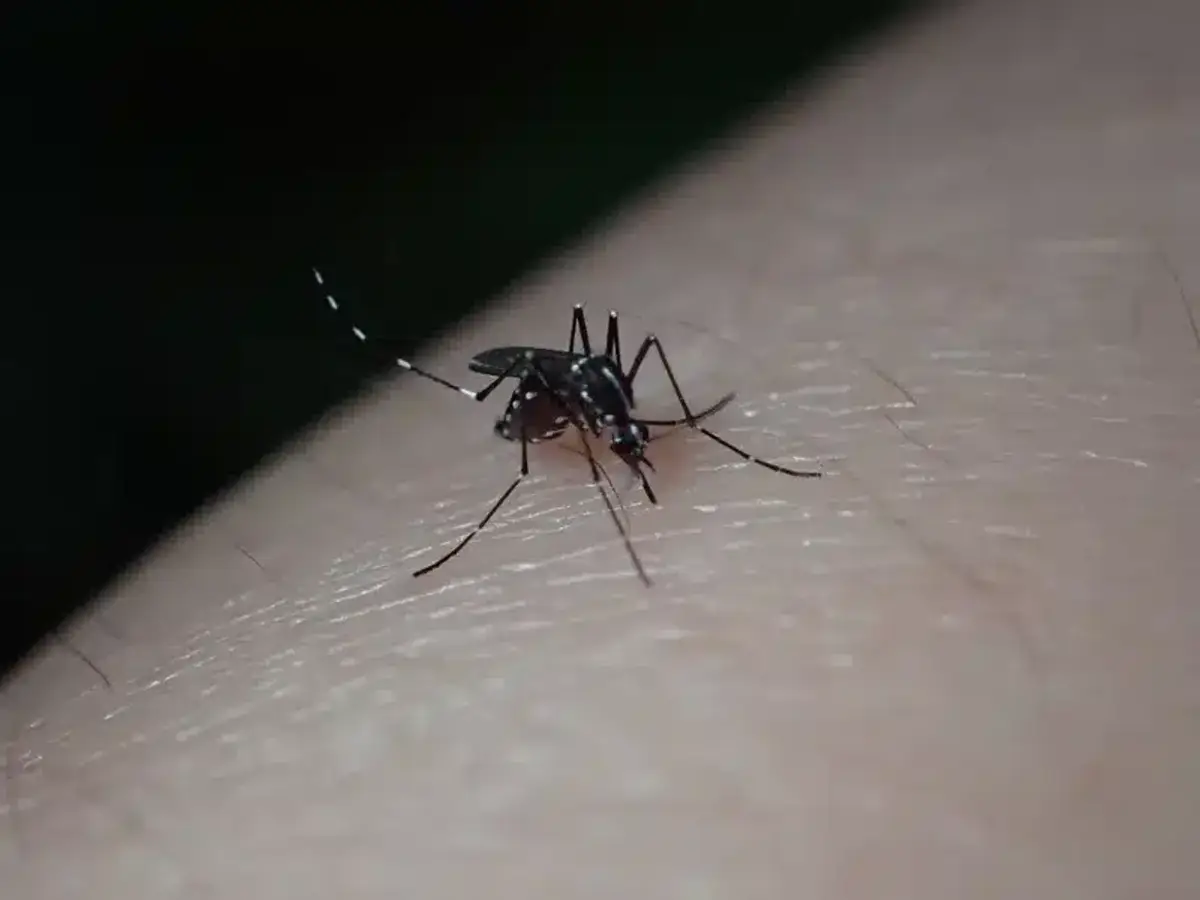 Mosquito feeding on human skin