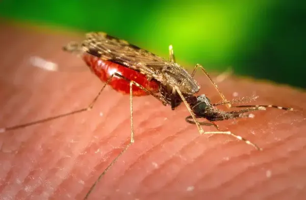 Mosquito Lifespan & Life Cycle: What You Need to Know