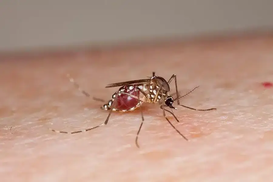 A mosquito feeding on human skin