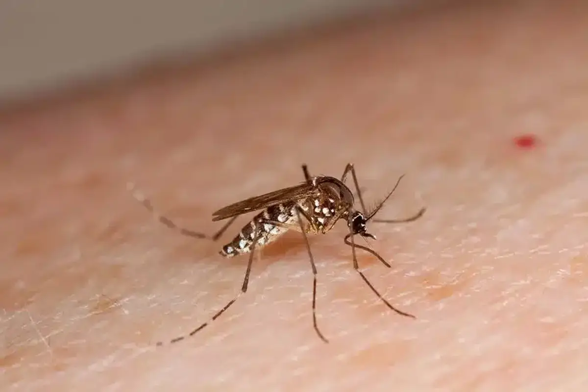Female mosquito feeding on human skin, the moment saliva enters the skin and triggers the itch reaction