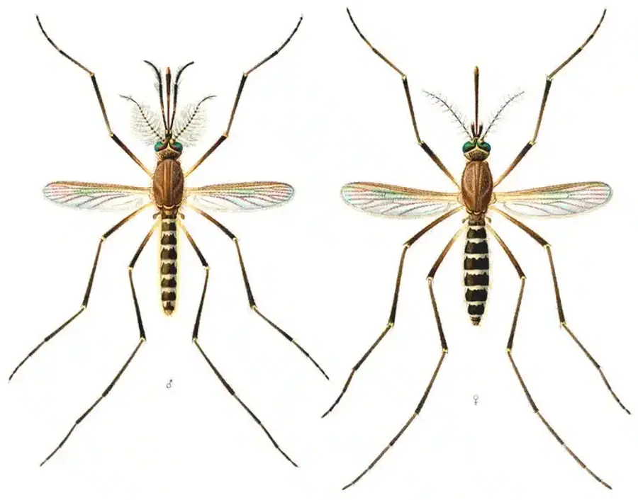 Illustration of two mosquito species