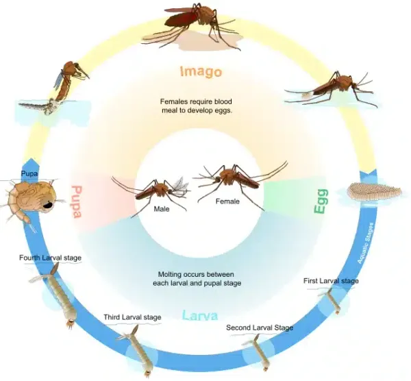 How Long Do Mosquitoes Live: Life Cycle and Seasonality
