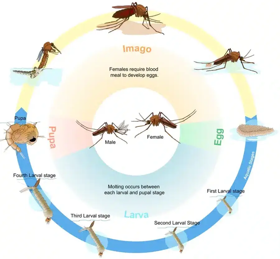Mosquito life cycle stages illustration