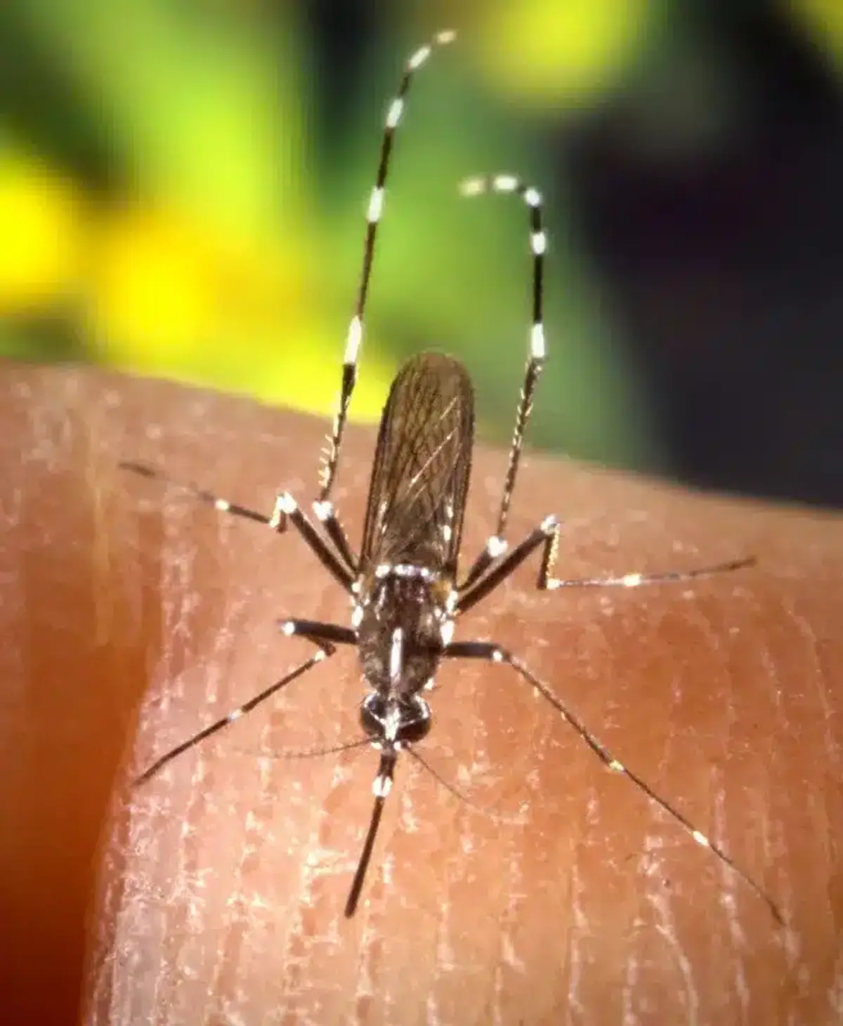 Mosquito resting on human skin