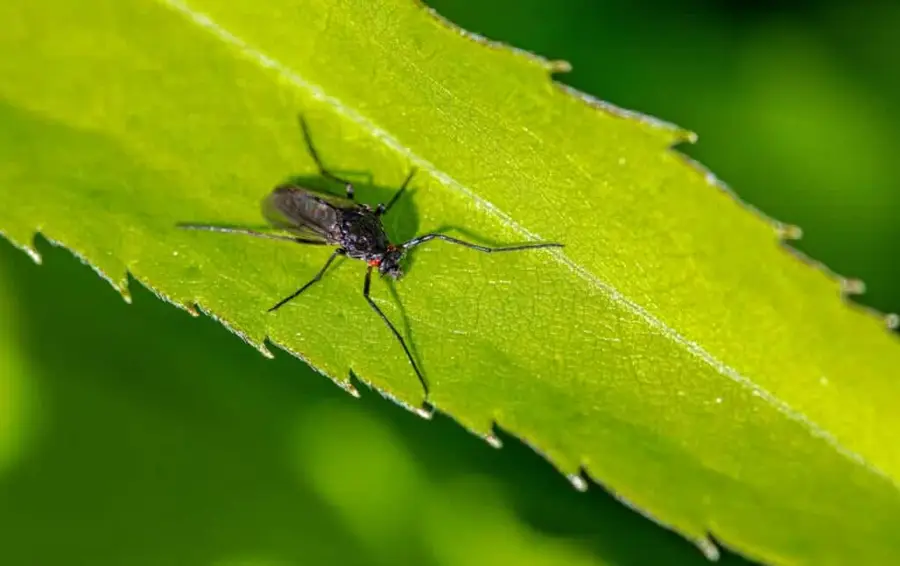 Mosquito on leaf