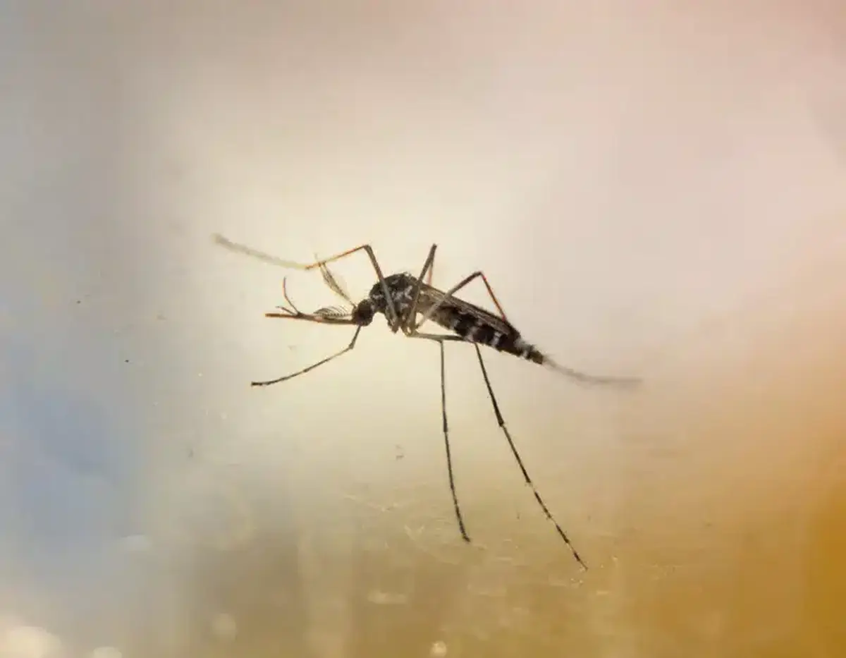 Close-up of a mosquito