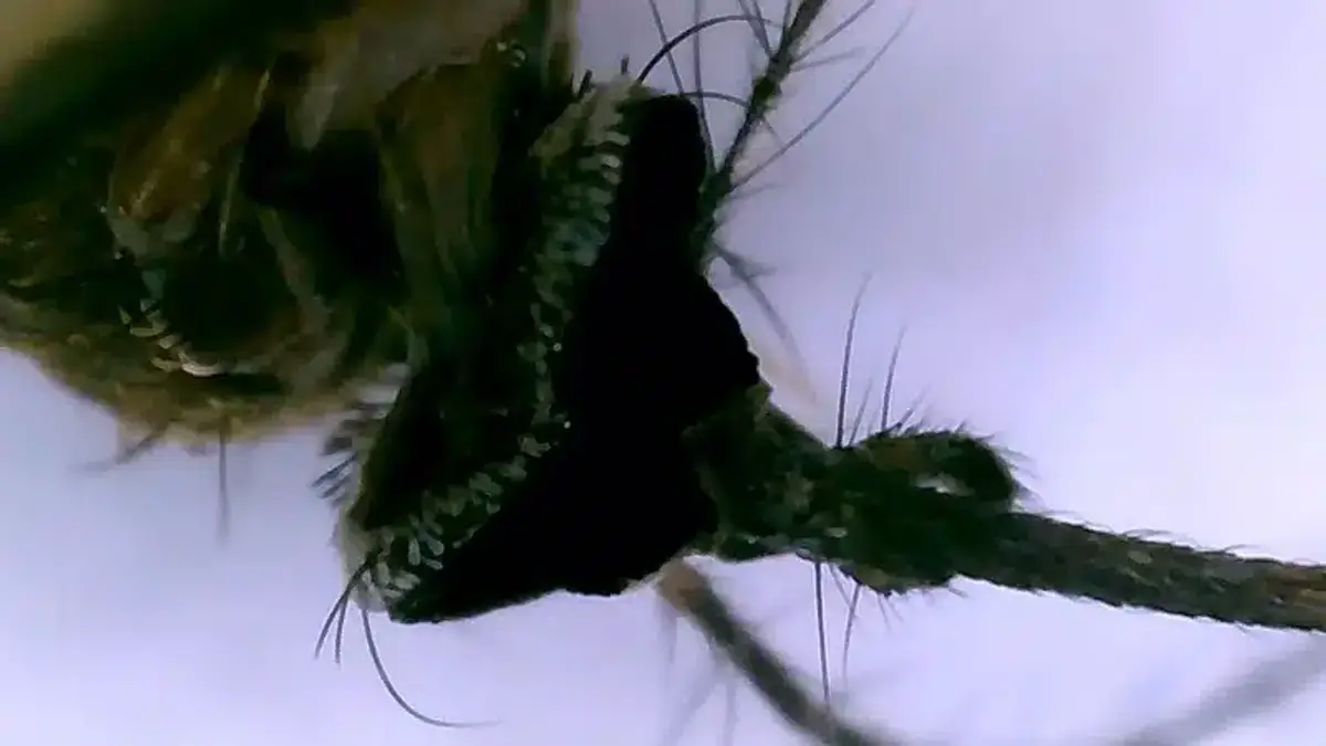 Magnified view of mosquito proboscis showing blood-feeding apparatus