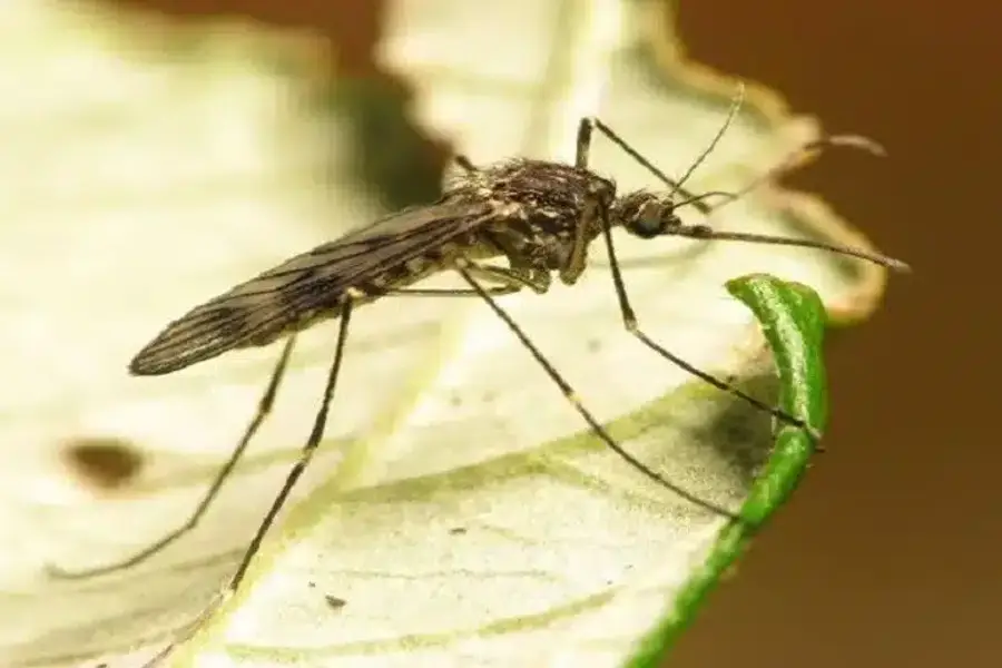 Mosquito perched on a leaf