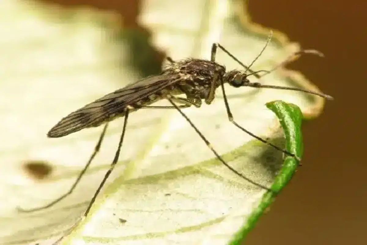 Adult mosquito resting on a shaded leaf