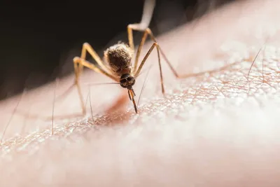 Close-up of a mosquito showing its slender body, long legs, and needle-like proboscis