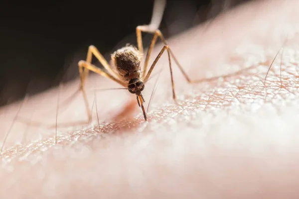 Close-up of a mosquito showing its slender body, long legs, and needle-like proboscis