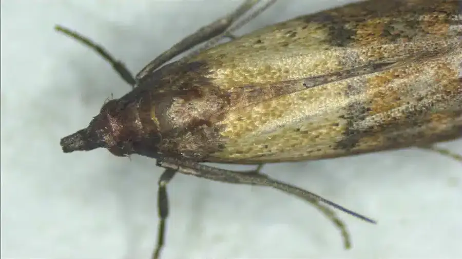 Close-up of a pantry moth showing wing detail