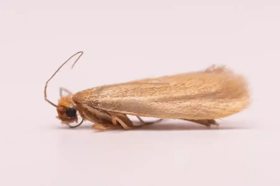 Profile view of clothes moth showing uniform coloration
